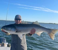 Striped Bass in Massachusetts